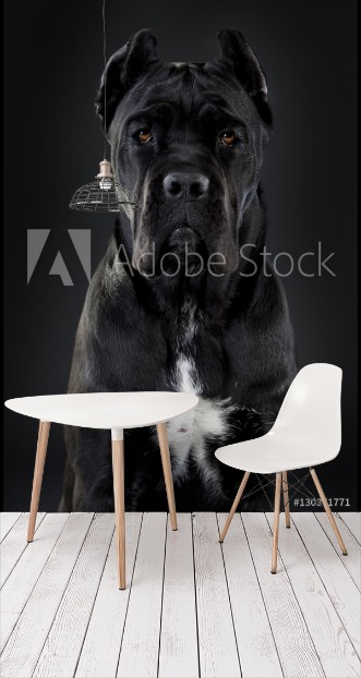 Picture of Cane corso cecilux